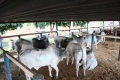 image0053_(4)