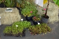Campo_do_Agronegócio_(7)