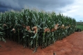 Campo_Experimenta_(11)