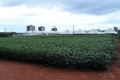 Campo_Experimenta_(12)