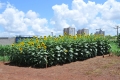 Campo_Experimenta_(29)